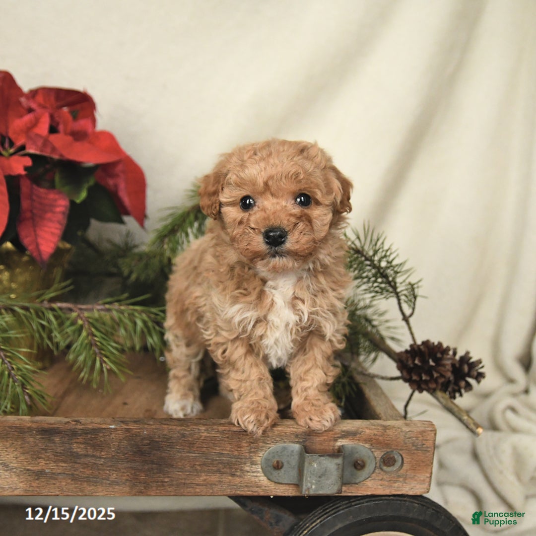 Sheltiedoodle dogs for sale: Raine - Ad 1
