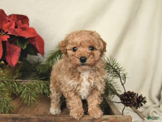 Sheltiedoodle dogs Raine - Ad 1