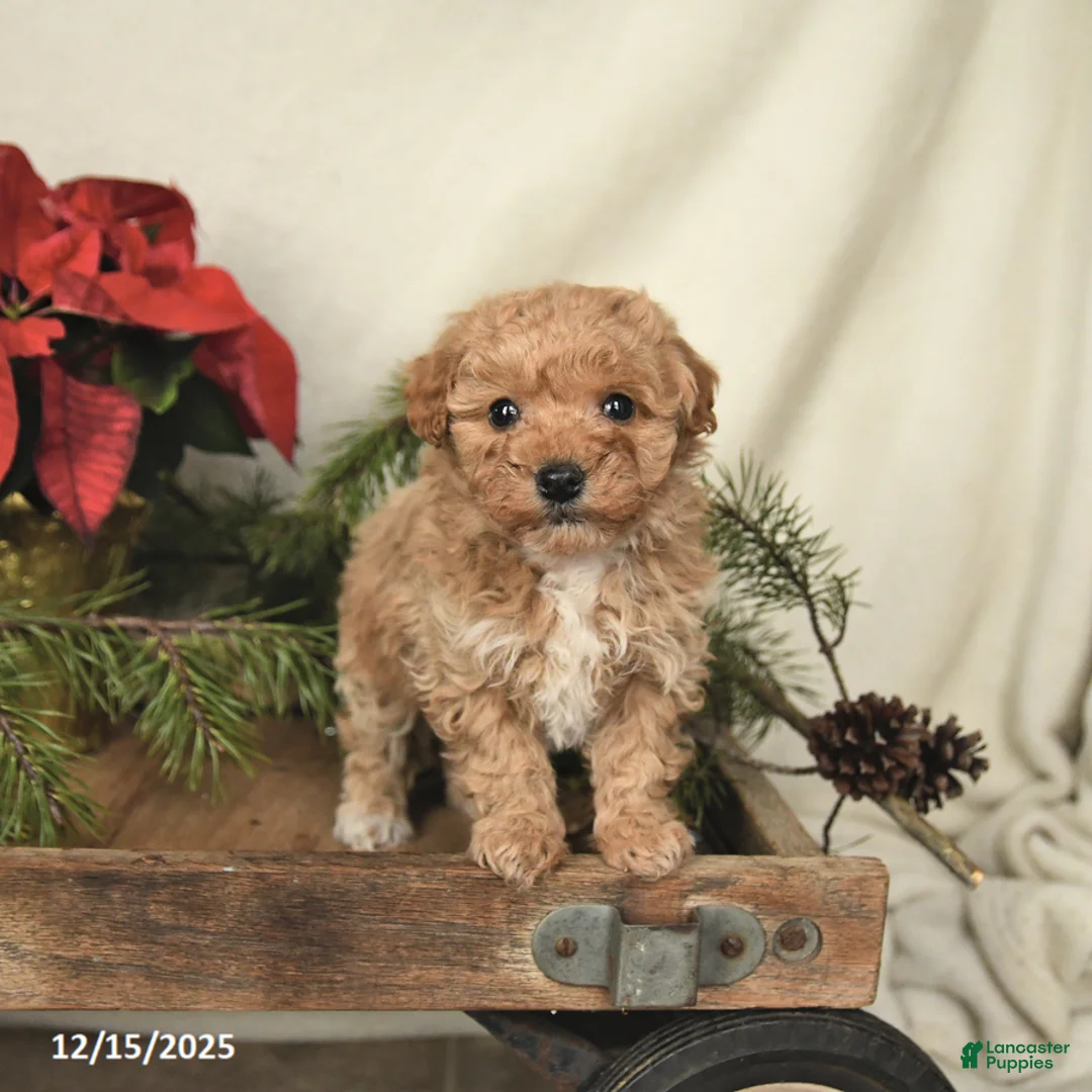 Sheltiedoodle dogs for sale: Raine - Ad 1