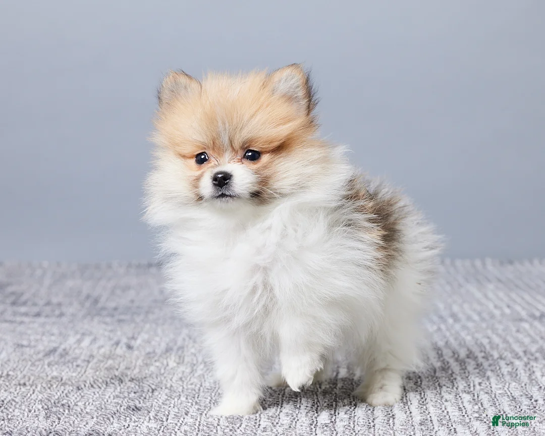 Pomeranian dogs for sale: Dusty - Ad 5
