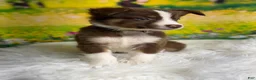 Australian Shepherd dogs for sale: Australian Shepherd Peter - Ad 4