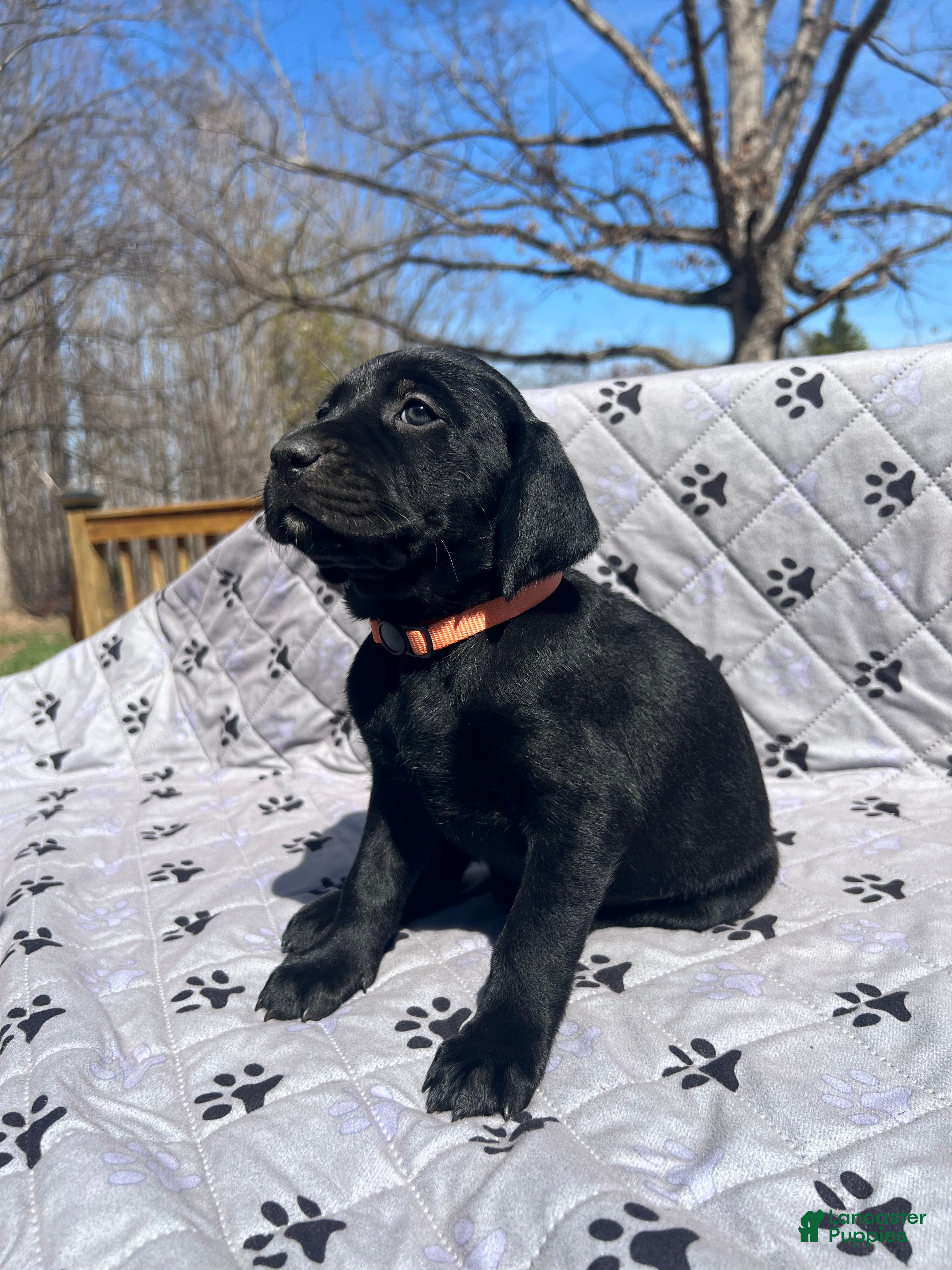 Mixed Breed dogs Mixed Breed Puppy 4 - Ad 2