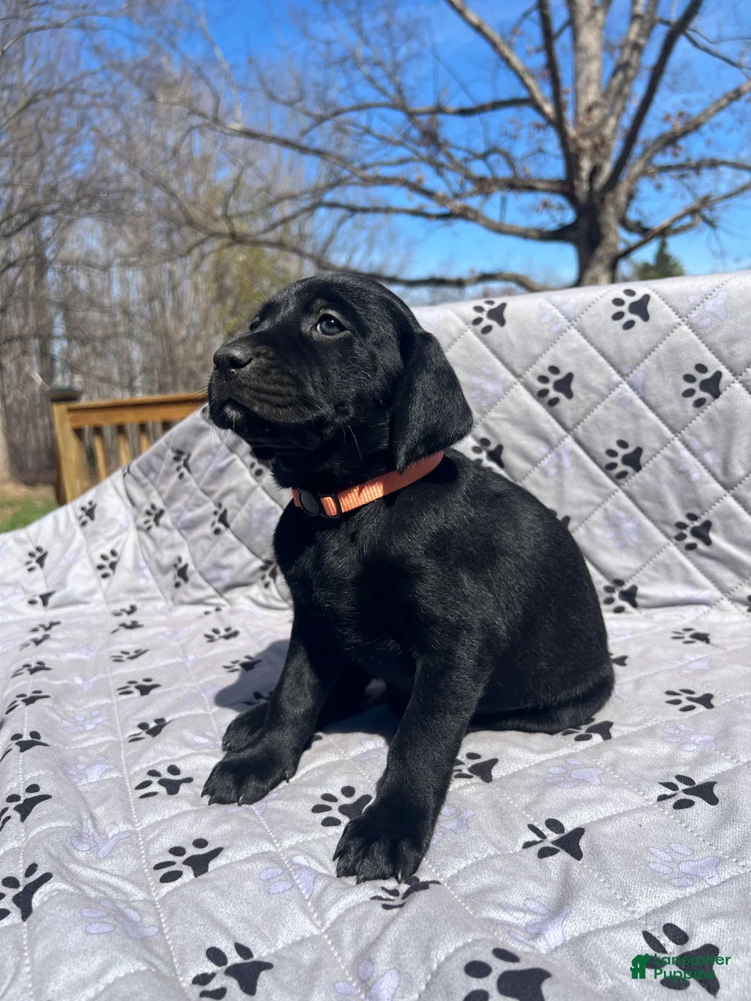 Mixed Breed dogs for sale: Mixed Breed Puppy 4 - Ad 2