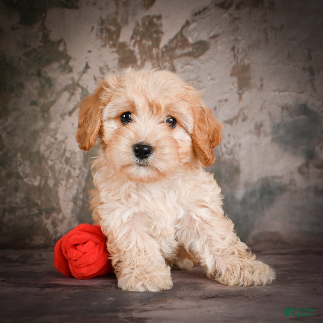 Cavachon dogs for sale: Jolene - Ad 3