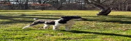 Mini Bernedoodle dogs for sale: Blossom - Ad 5