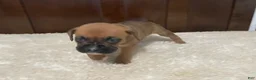 Boxer dogs for sale: Molly - Ad 3