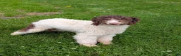 Aussiedoodle dogs for sale: Rusty - Ad 7