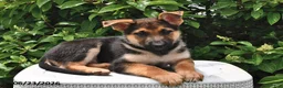 German Shepherd dogs for sale: Captain - Ad 4
