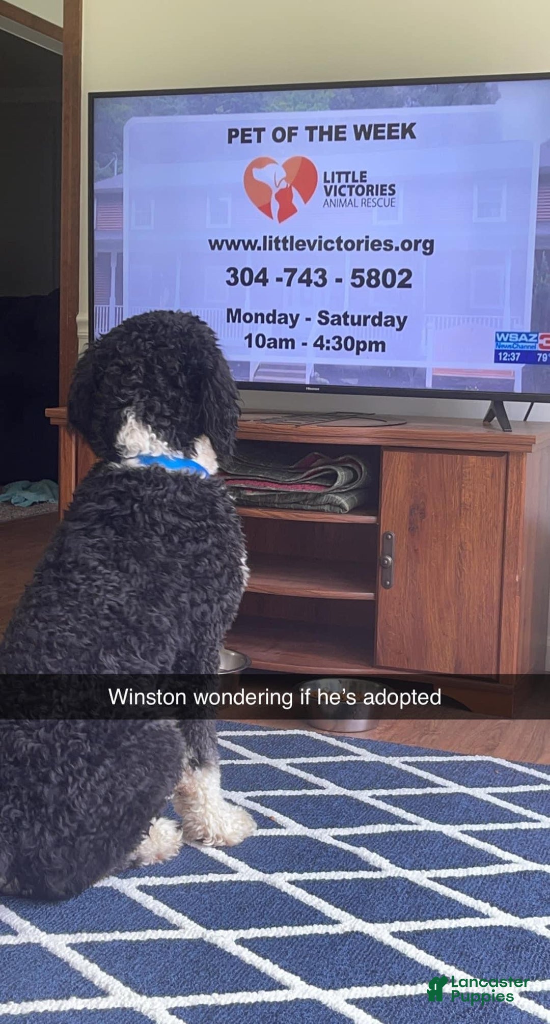 Bernedoodle dogs for sale: Australian Mountain Doodle Fuller - Ad 9