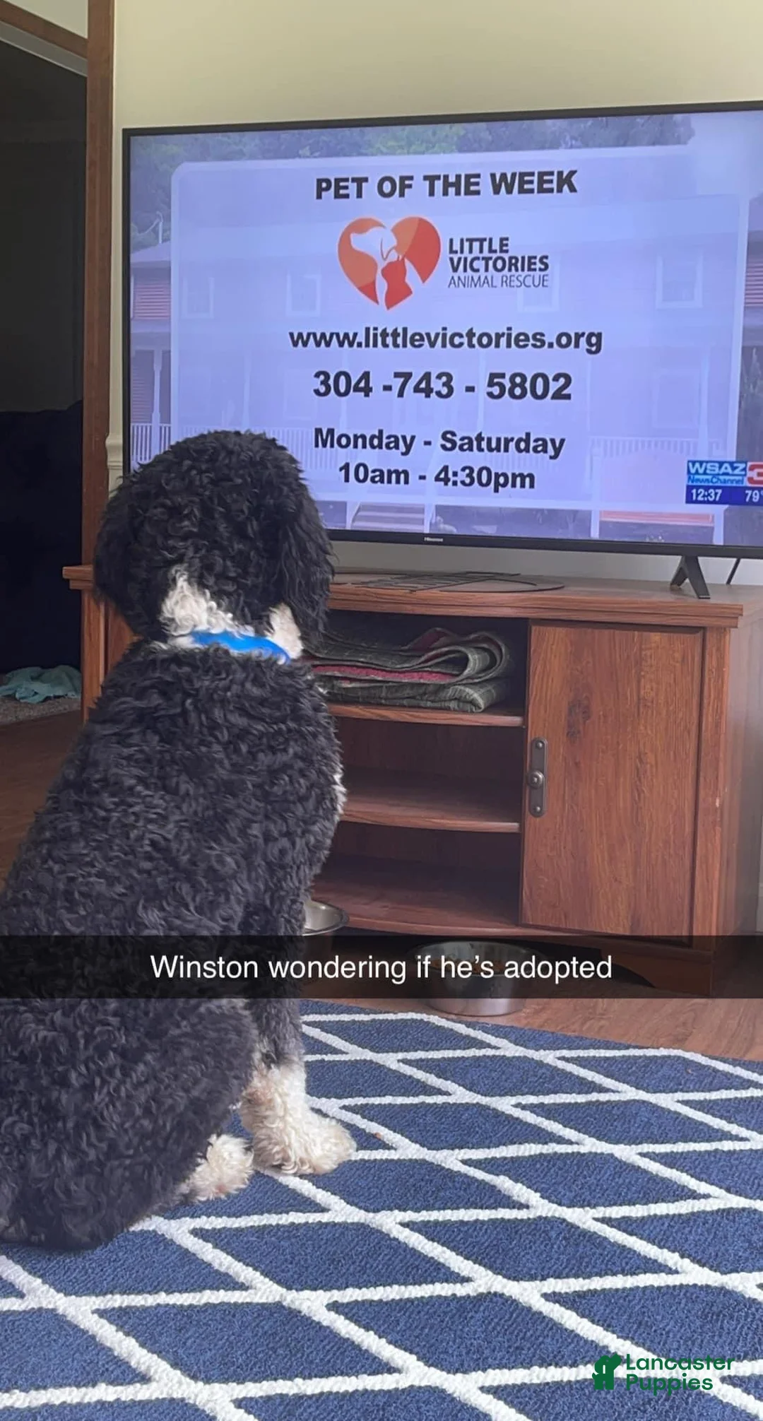 Bernedoodle dogs for sale: Australian Mountain Doodle Fuller - Ad 9