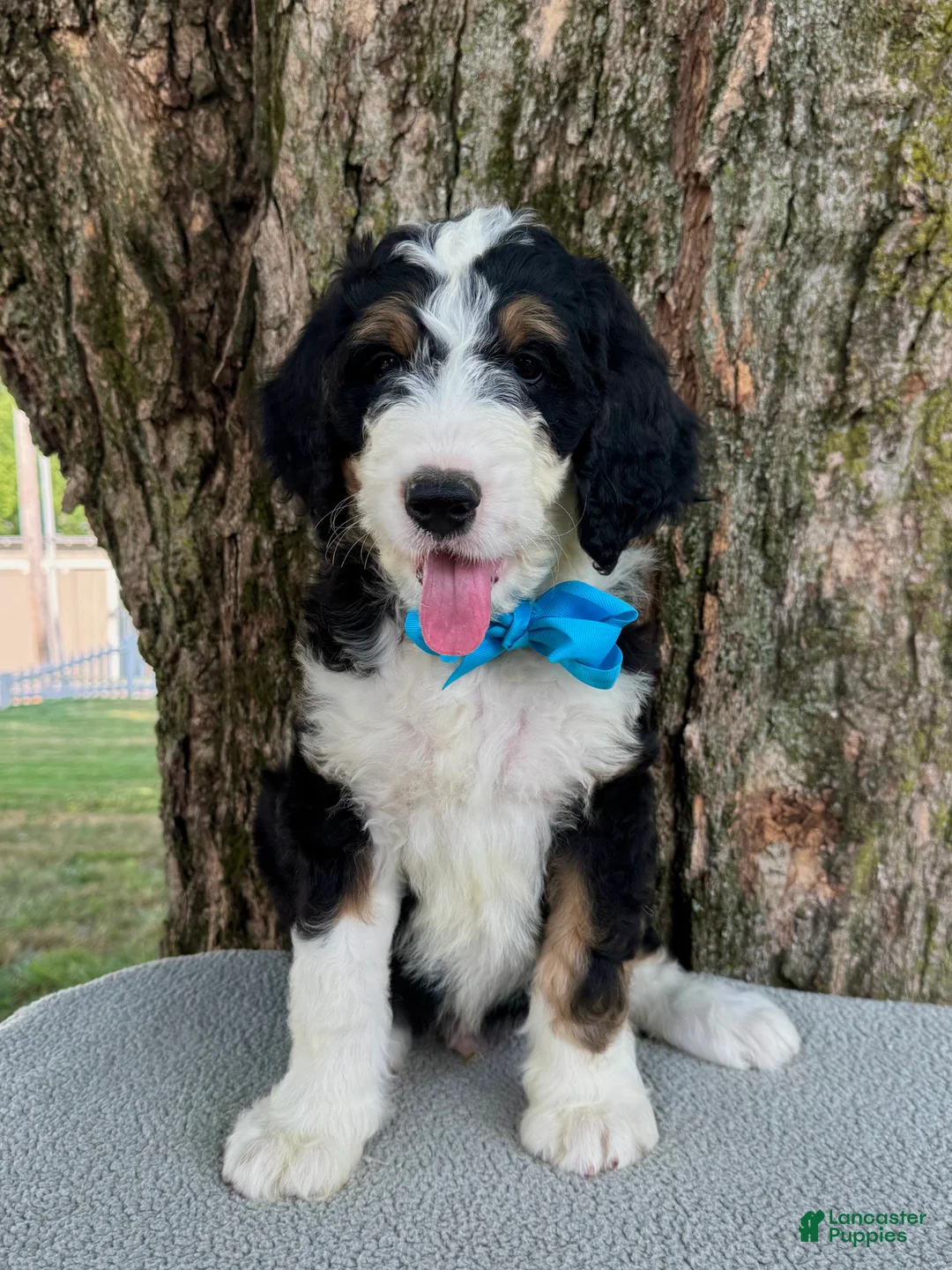 Bernedoodle dogs for sale: George  - Ad 2