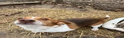 Mixed Breed dogs for sale: Boone - Ad 4