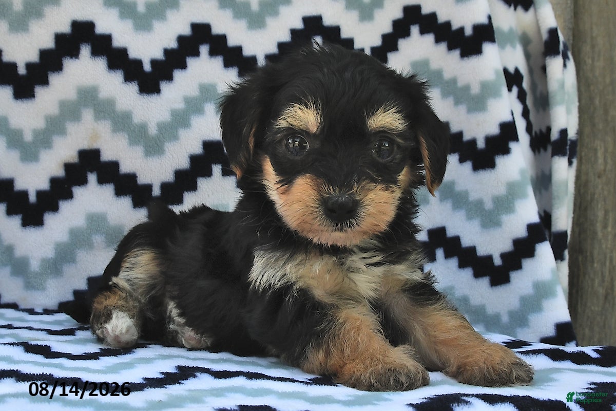 Yorkiepoo dogs Sunshine - Ad 1