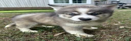 Siberian Husky dogs for sale: Charm - Ad 7