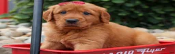 Golden Retriever dogs for sale: Quinny 🐾  - Ad 10