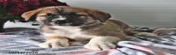 Mixed Breed dogs for sale: Samson - Ad 3