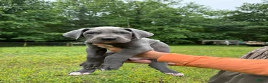 Great Dane Puppy 4