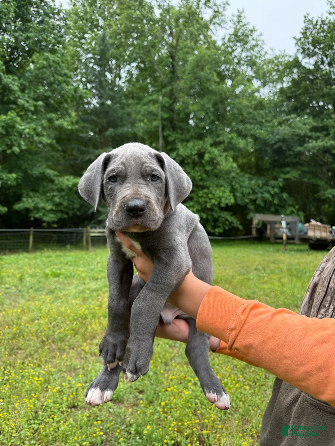 Great Dane dogs for sale: Great Dane Puppy 4 - Ad 1
