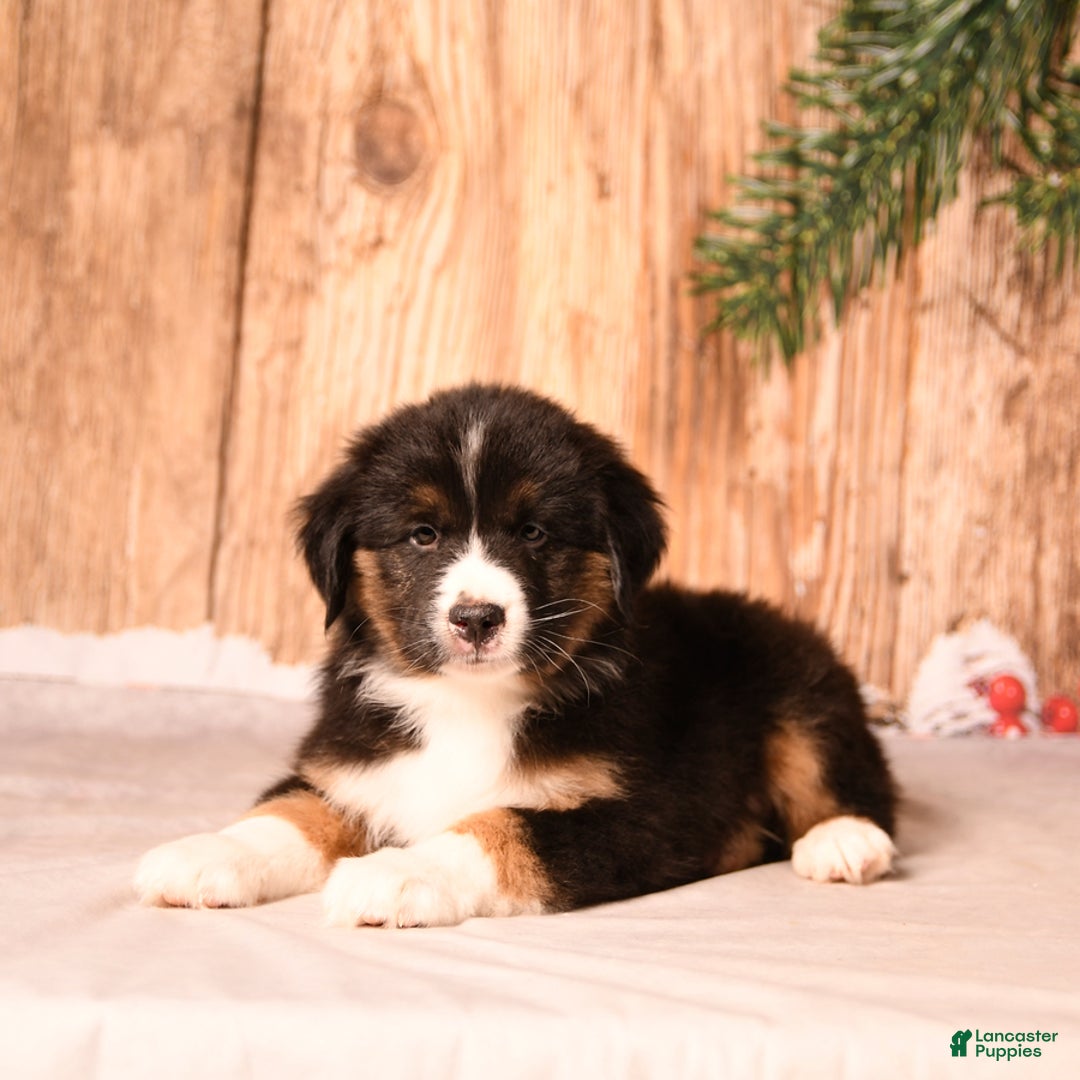 Miniature Australian Shepherd dogs for sale: Peppermint - Ad 4
