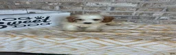 Mini Bernedoodle dogs for sale: Bailey - Ad 2