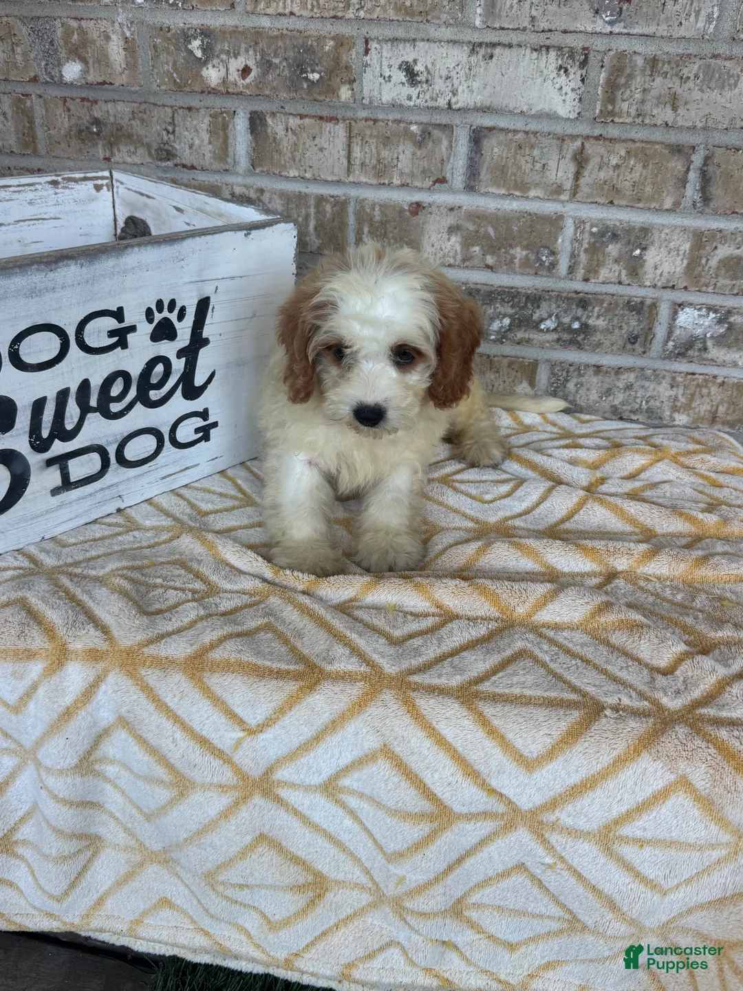Mini Bernedoodle dogs for sale: Bailey - Ad 2