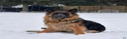 German Shepherd dogs for sale: Rocky (Red collar) - Ad 4