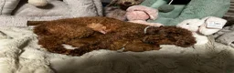 Toy Poodle dogs for sale: clover - Ad 4