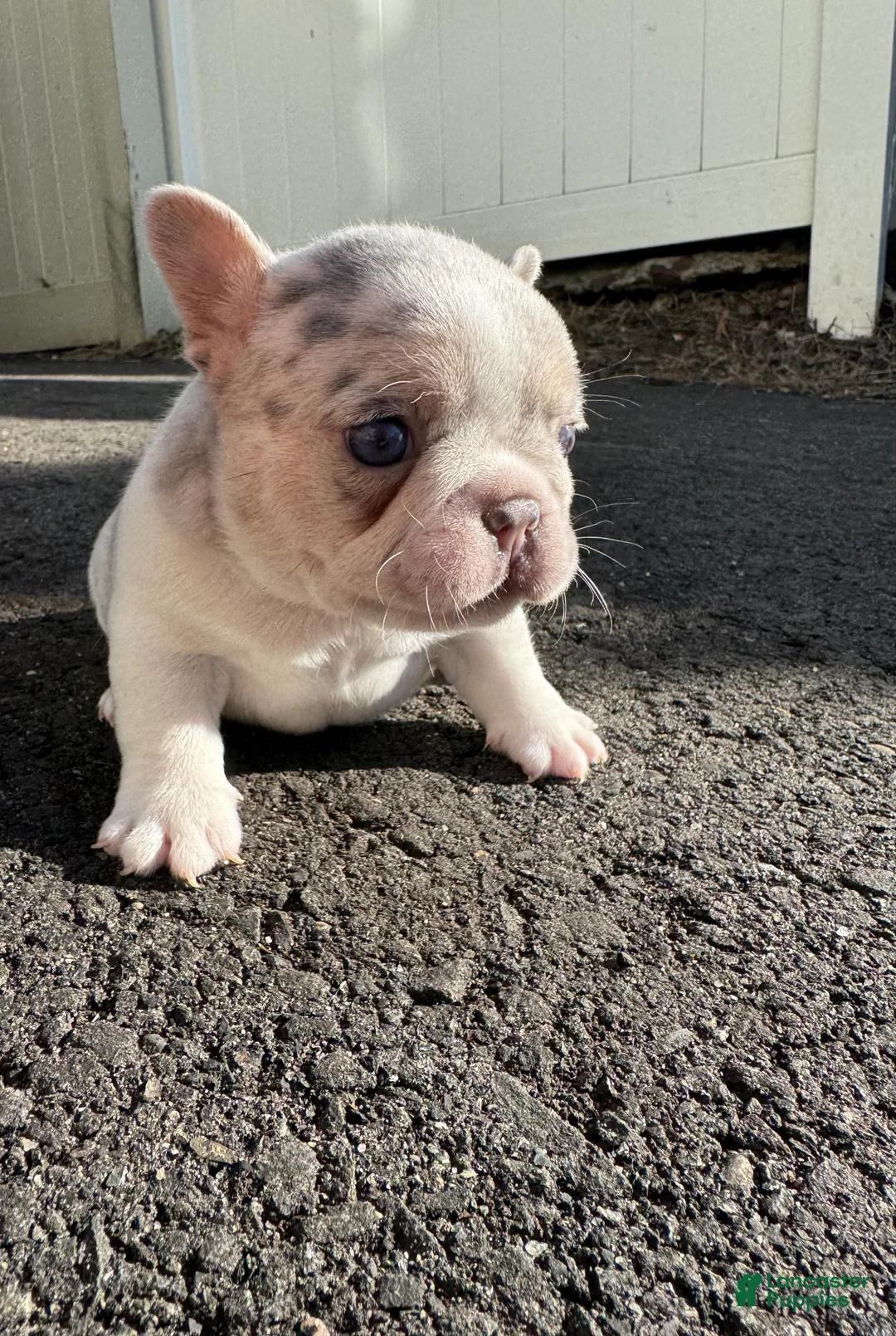 French Bulldog dogs for sale: Angel - Ad 1
