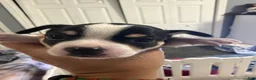 Chihuahua dogs for sale: Chihuahua 1 - Ad 3