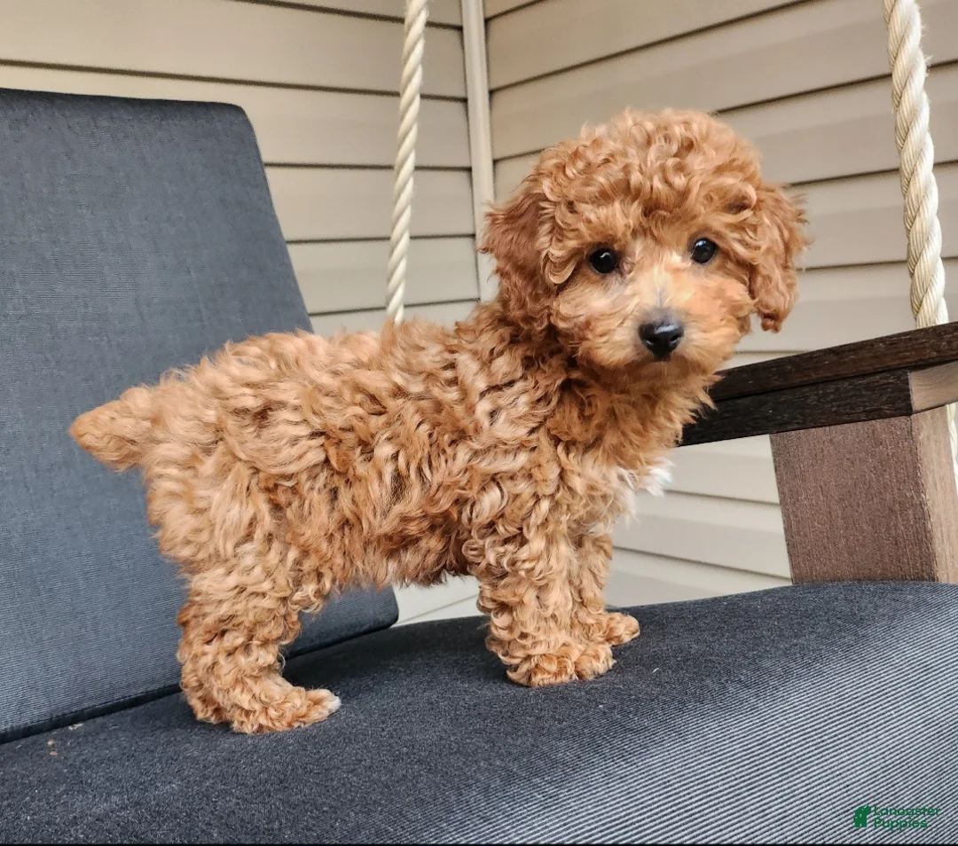 Mixed Breed dogs for sale: Skye - Ad 2