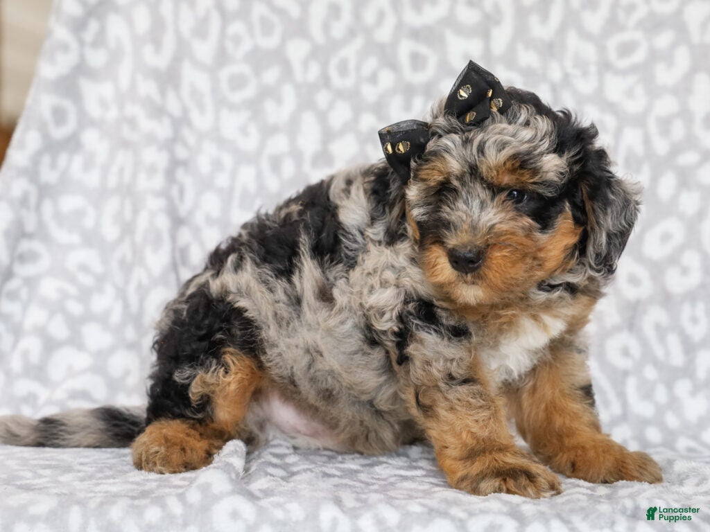 Mini Bernedoodle dogs Donovan - Ad 14