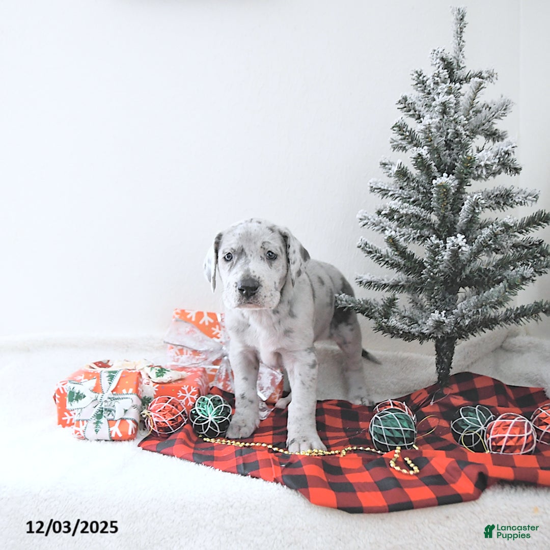 Great Dane dogs for sale: Iris - Ad 2