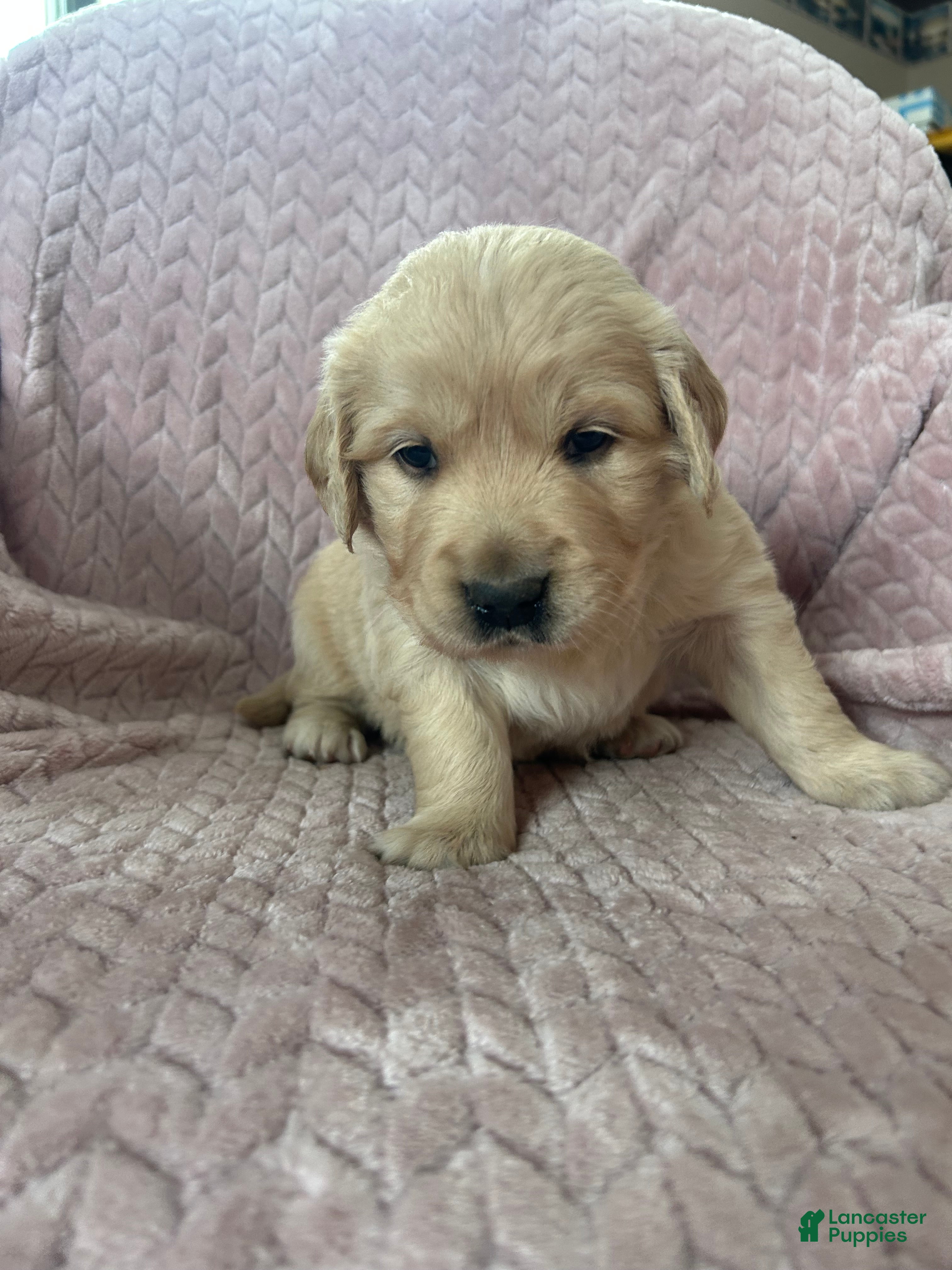 Golden Retriever dogs Cupcake - Ad 2