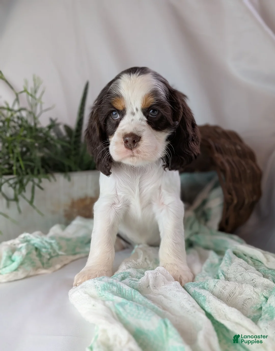 Cocker Spaniel dogs for sale: Zeke - Ad 11