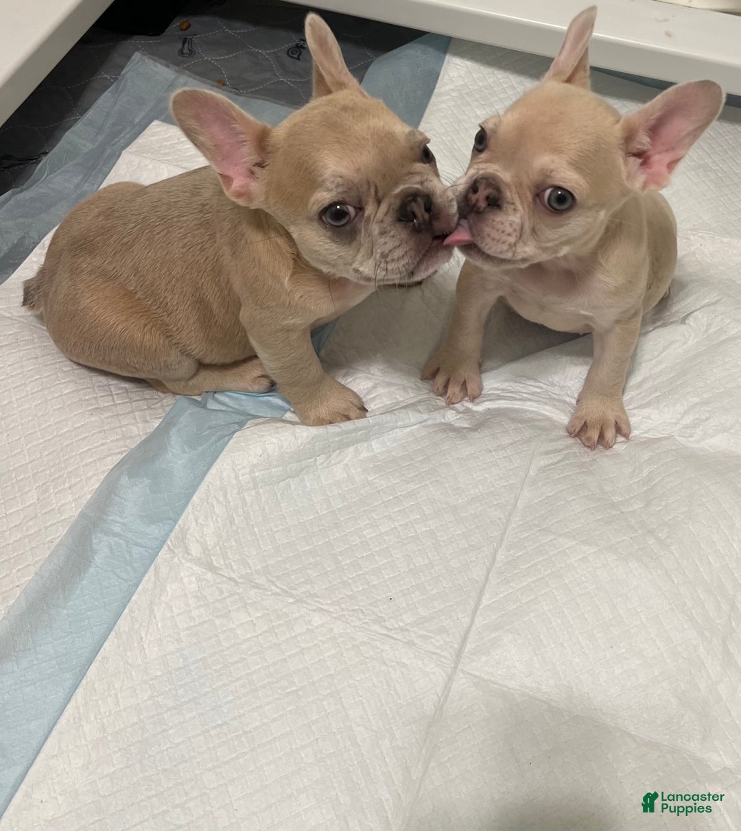 French Bulldog dogs for sale: Honey - Ad 4