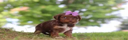 Yorkiepoo dogs for sale: Churro - Ad 3