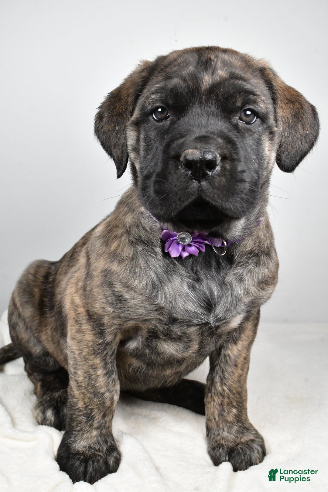 English Mastiff dogs for sale: Sweetie - Ad 6