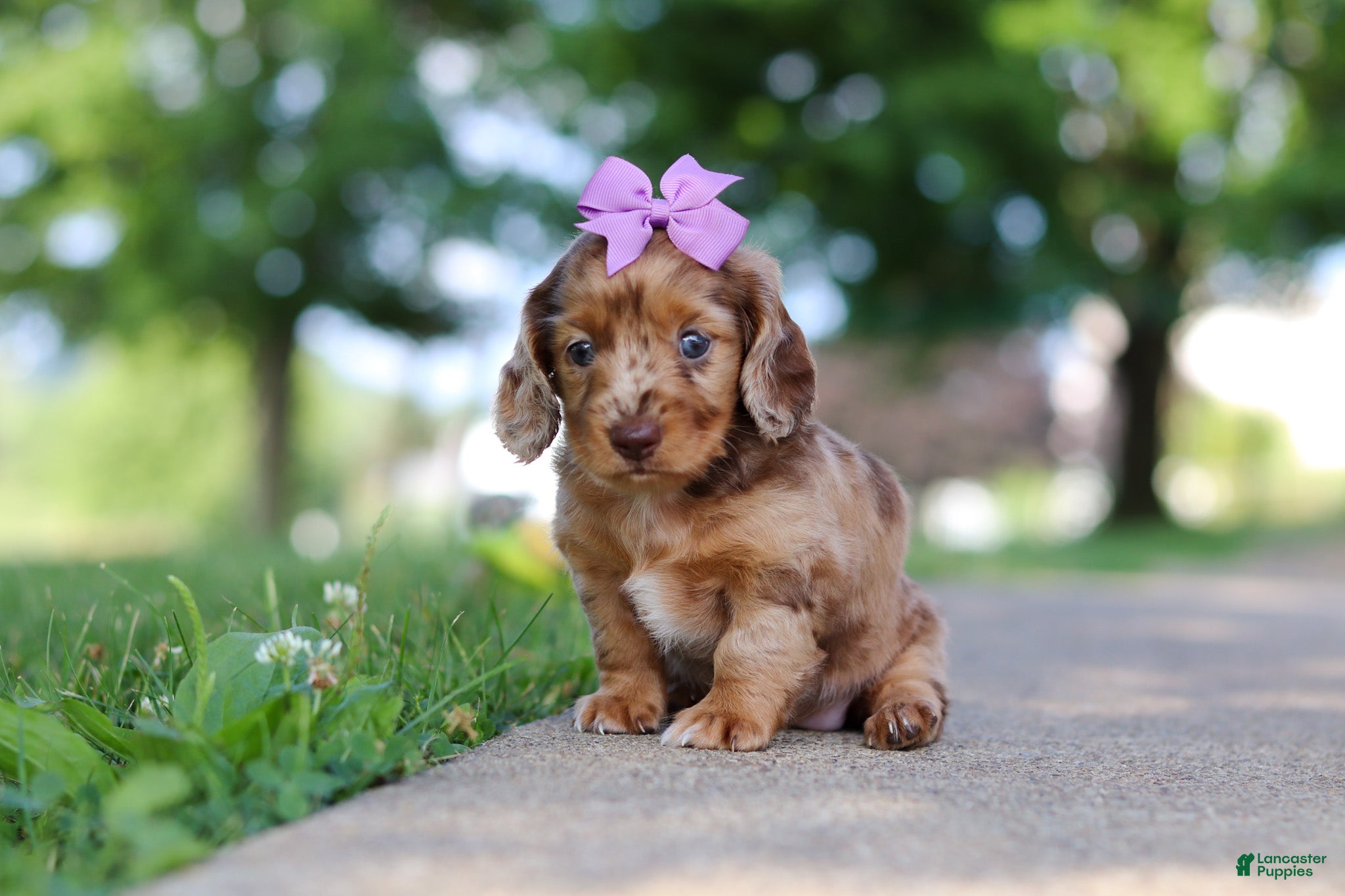 Miniature Dachshund dogs Clementine - Ad 1