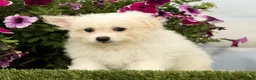 Mixed Breed dogs for sale: Mickey - Ad 3
