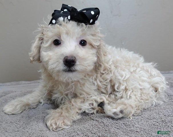 Toy Poodle dogs male sale 3 - Ad 23