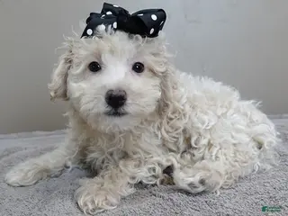 Toy Poodle dogs male sale 3 - Ad 26