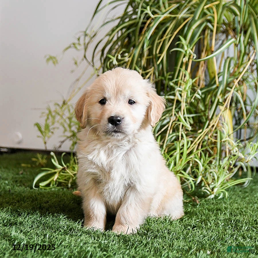 Golden Retriever dogs Mistletoe - Ad 8