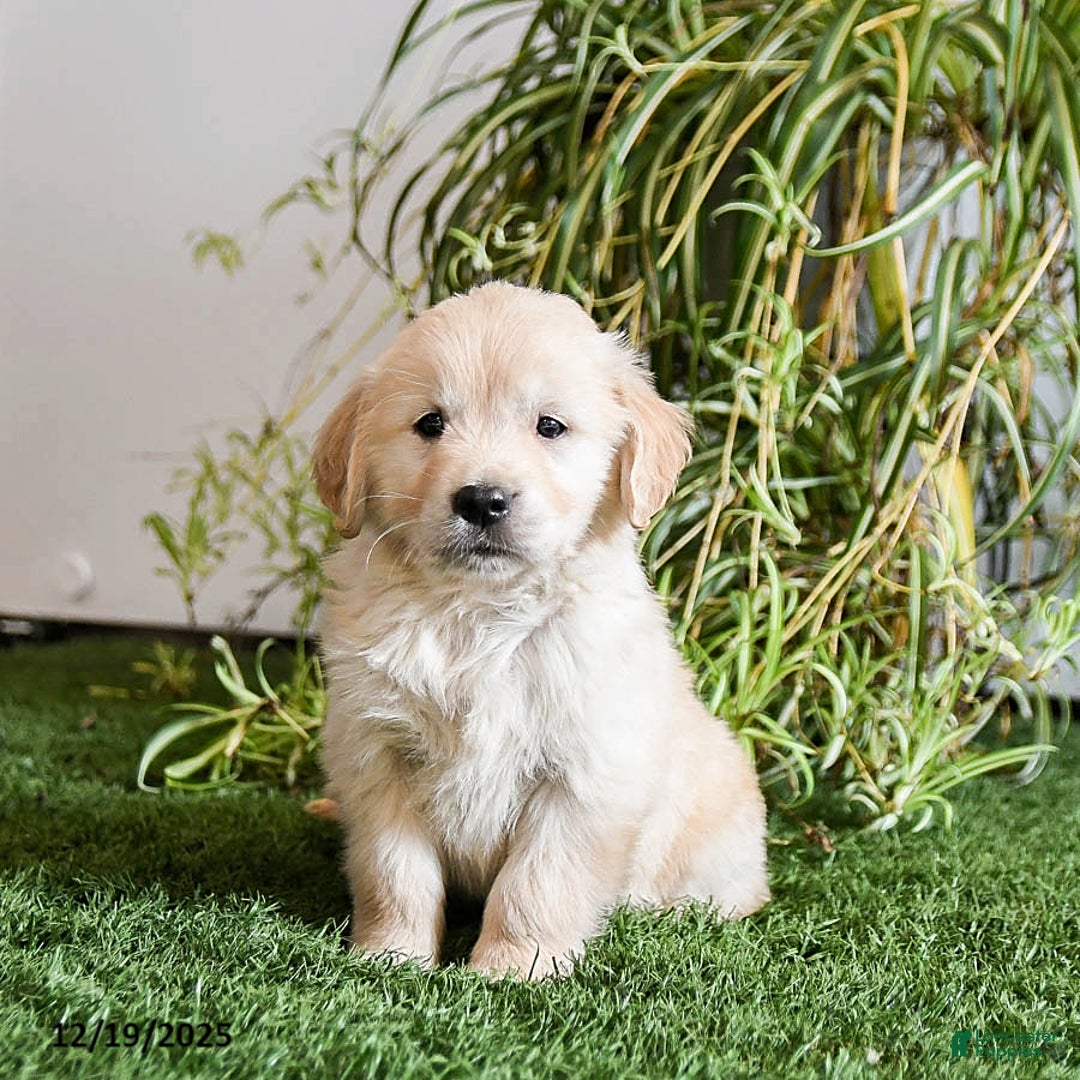 Golden Retriever dogs for sale: Mistletoe - Ad 1