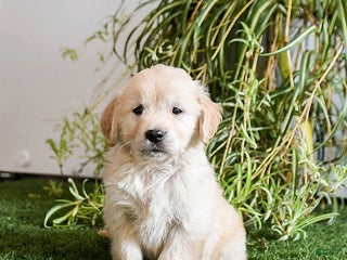 Golden Retriever dogs Mistletoe - Ad 8