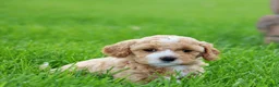 Mixed Breed dogs for sale: Khloe - Ad 8