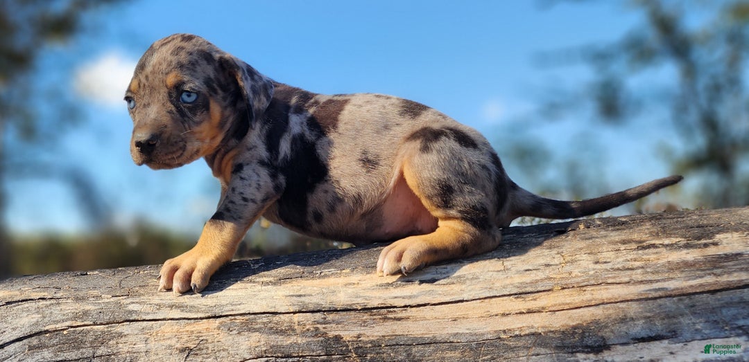 Catahoula Leopard Dog dogs for sale: Houdini 2025 Female 1 - Ad 10