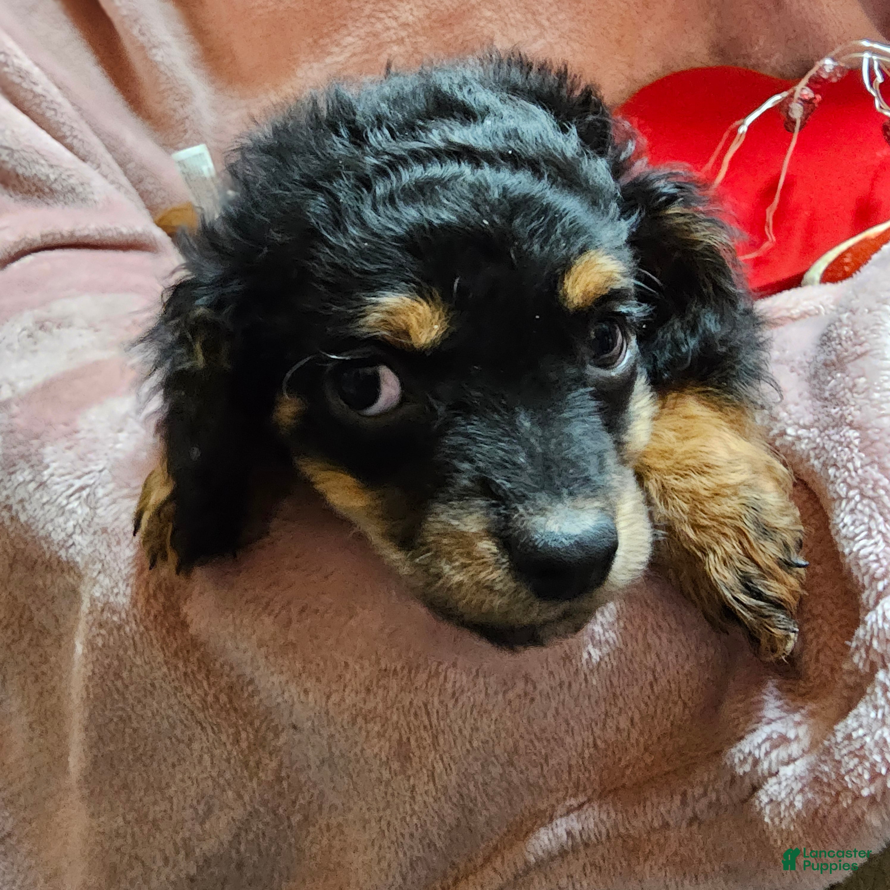 Cavapoo dogs Apple - Ad 1