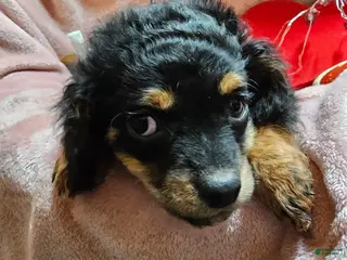 Cavapoo dogs for sale: Apple - Ad 4