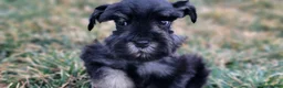 Miniature Schnauzer dogs for sale: Hazel, AKC Miniature Schnauzer - Ad 7