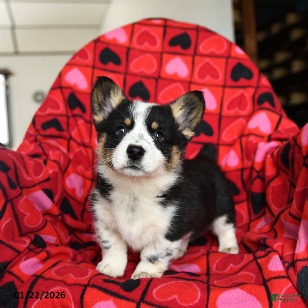 Welsh Corgi Pembroke dogs for sale: Speckles - Ad 4